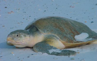 Kemp’s Ridley Sea Turtle