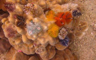 Christmas Tree Worms