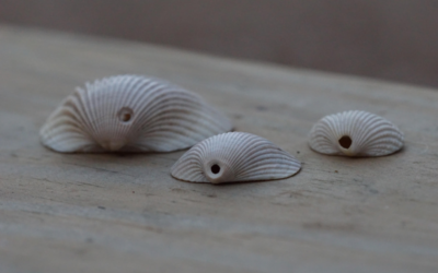 Why are there holes in seashells?