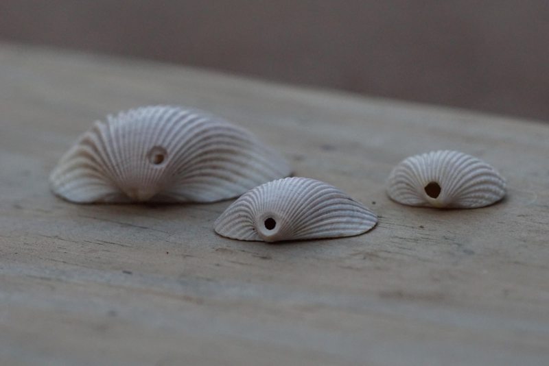 Why are there holes in seashells?