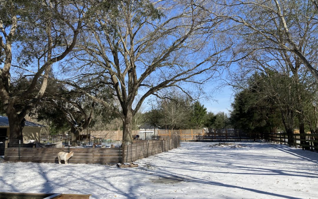 Farm Update: Surviving the Winter Storm