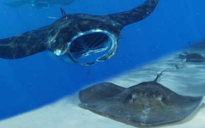 Stingrays vs. Manta Rays