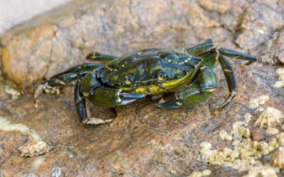 Invasive Species: The European Green Crab