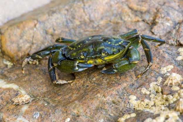 Invasive Species: The European Green Crab