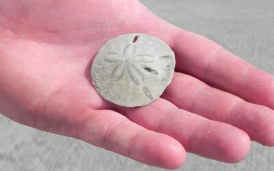 Sand Dollars